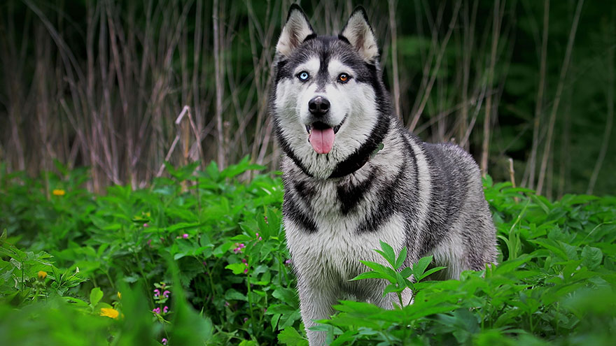 Siberian Husky Temperament