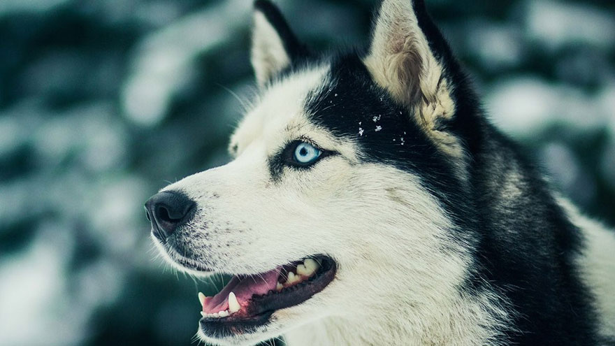 Siberian Husky Training Guide