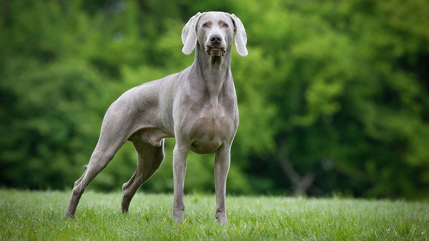Weimaraner Feeding and Grooming Requirements