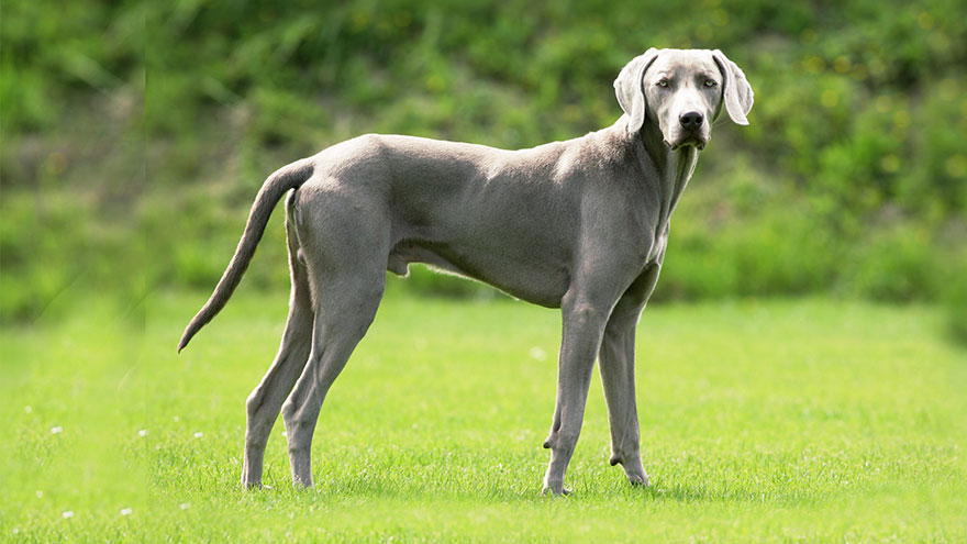 Weimaraner Size and Color