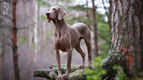 Weimaraner Training Guide | Our Deer