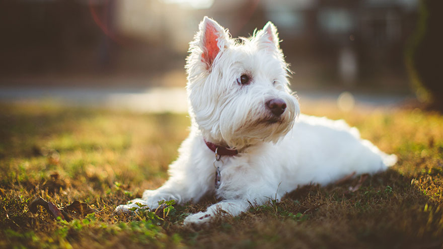 West Highland White Terrier Questions