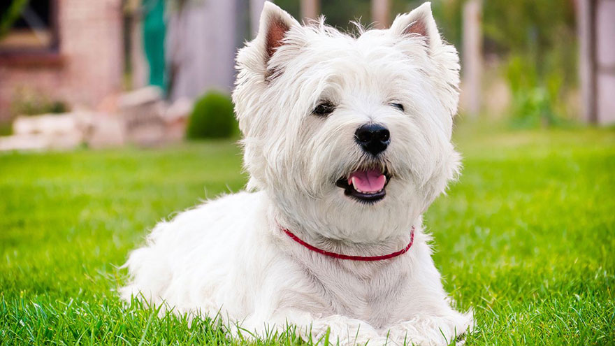 West Highland White Terrier Feeding and Grooming Requirements