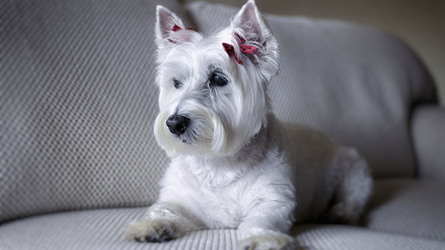 West Highland White Terrier Size and Color