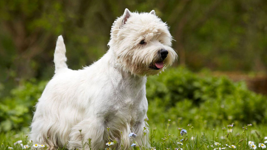 West Highland White Terrier Temperament