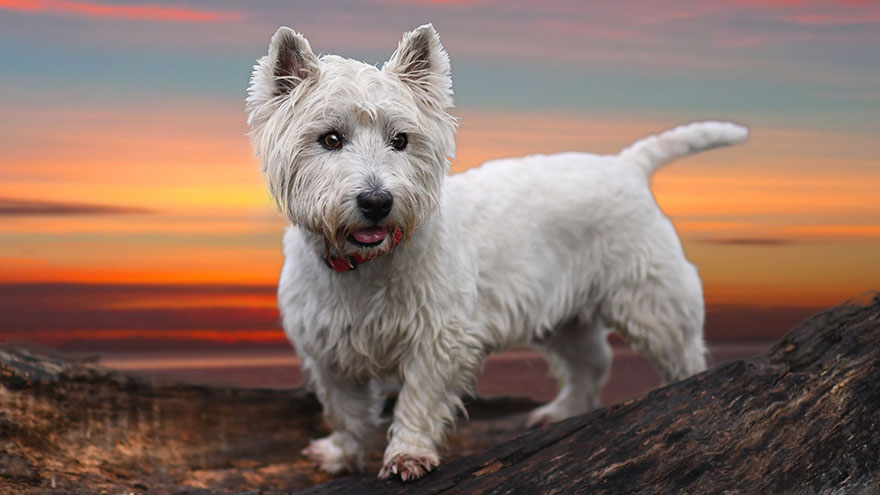 West Highland White Terrier Training Guide