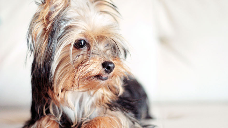 Yorkshire Terrier Breed Information