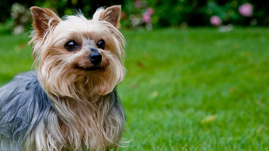 Yorkshire Terrier Feeding and Grooming Requirements