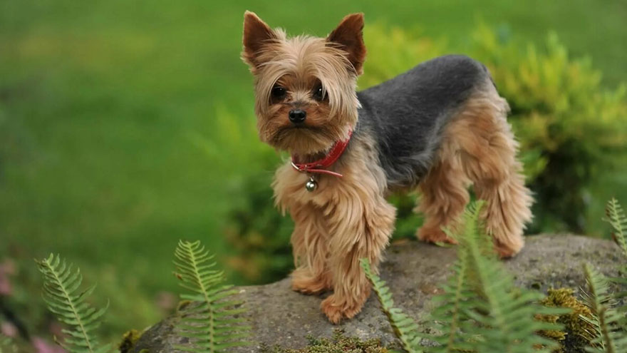 Yorkshire Terrier Health Guide