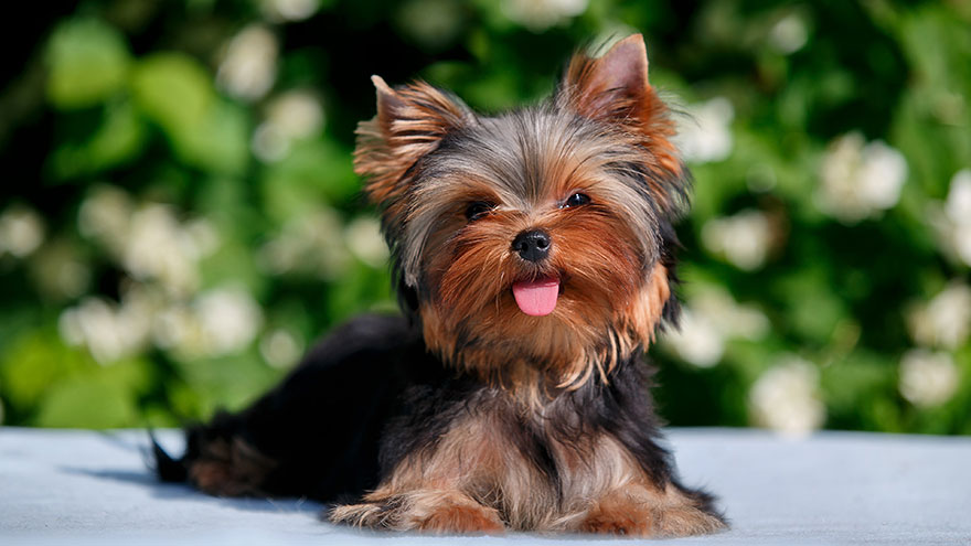 Yorkshire Terrier Questions