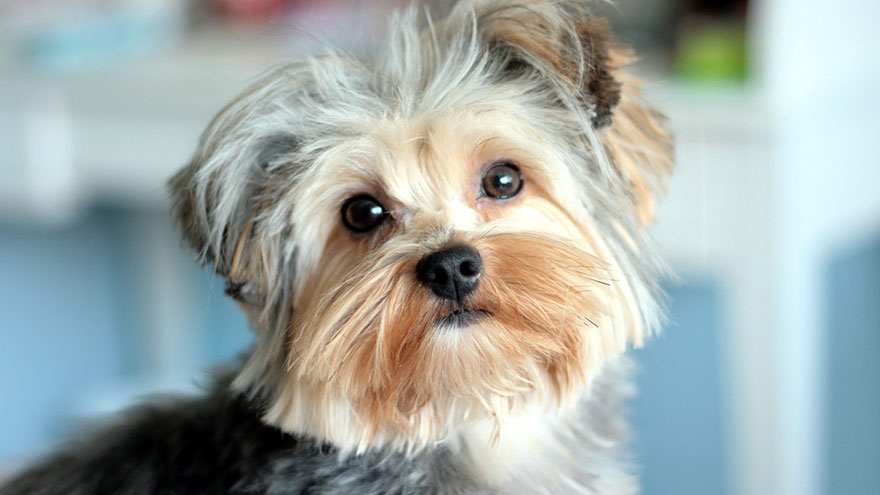 Yorkshire Terrier Size and Color