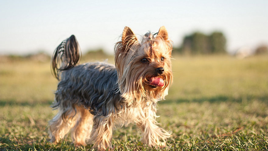 Yorkshire Terrier Training Guide