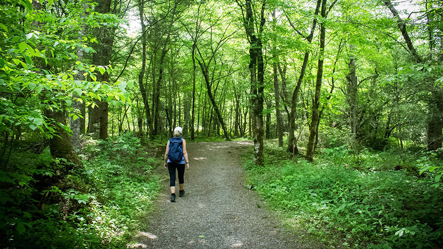 Spring Wildflower Hikes