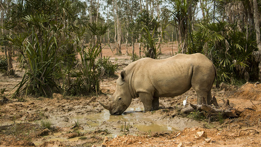 Wild Animals When on a Safari Rhinocerous