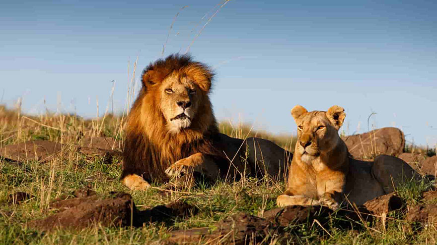 Wild Animals When on a Safari lion