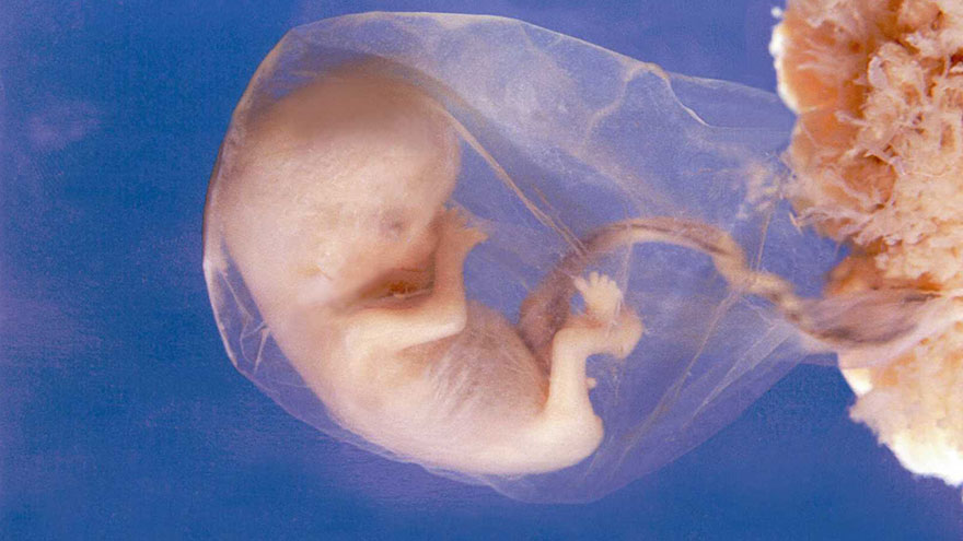 About Fetus Development