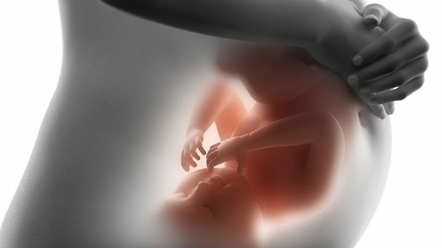 Development in the Womb