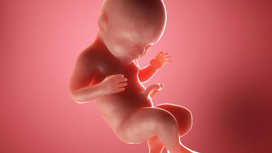 Stage of Pregnancy