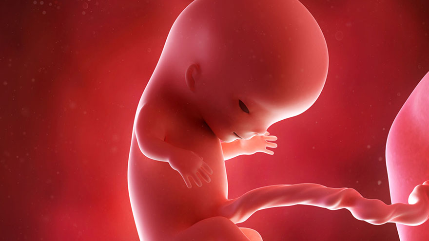 What is Fetal Growth