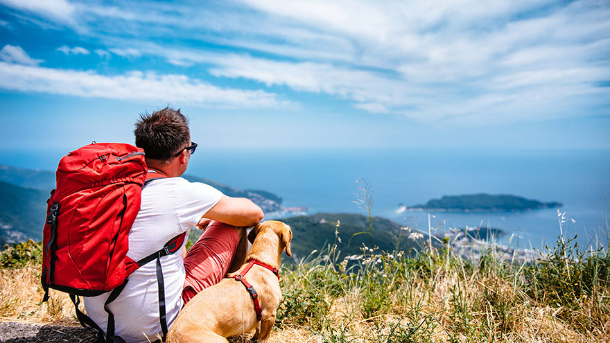 Travel with Your Dog