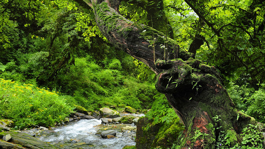 rainforest ecosystems