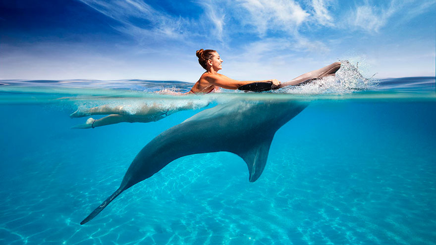 Swim With Dolphins