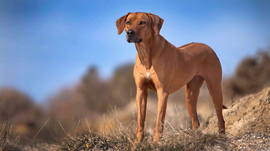 Exercise a Rhodesian Ridgeback