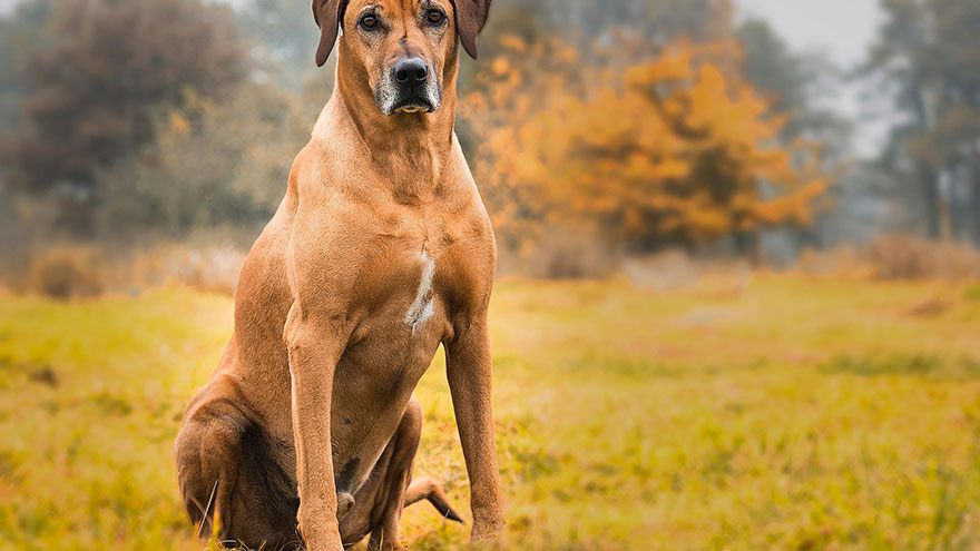 Exercise a Rhodesian Ridgeback