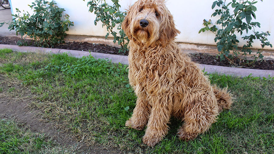 How to Adopt a Labradoodle