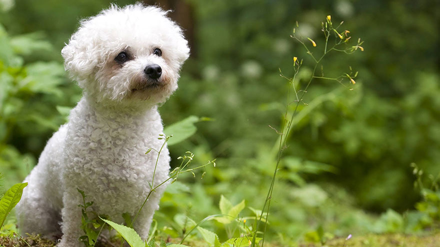 Care for a Bichon Poo