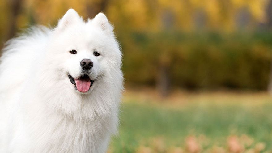 Care for a Samoyed