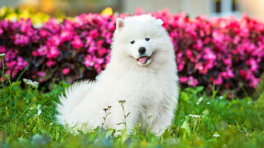 How To Care For A Samoyed | Our Deer