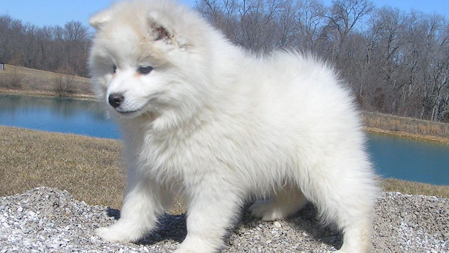 Care of American Eskimo