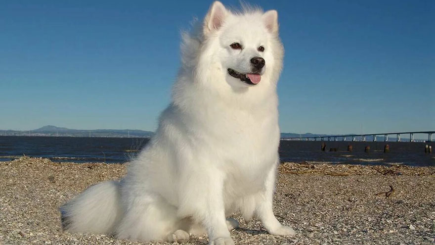 Care of American Eskimo