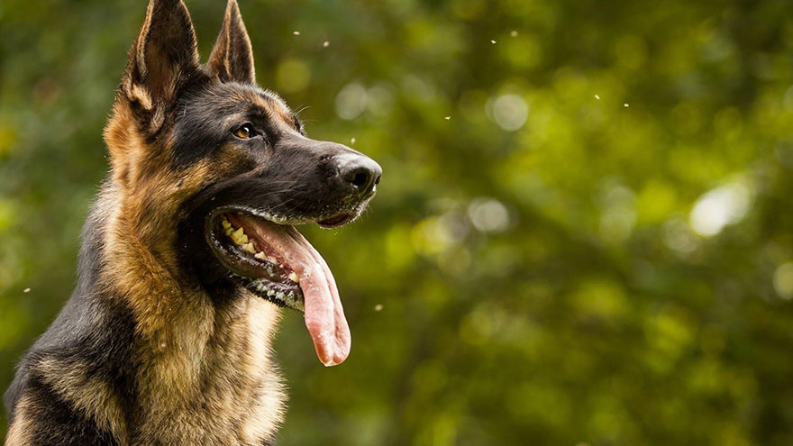 Identify a German Shepherd Dog