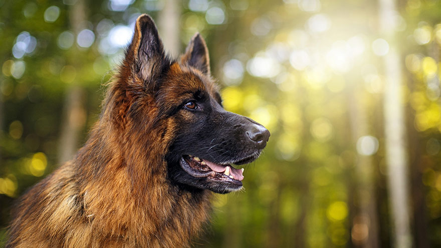 Different Types of German Shepherd