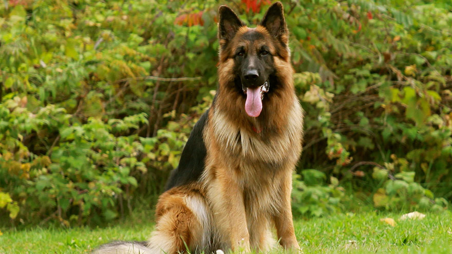Identify a German Shepherd Dog Appearance