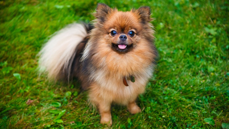 Identify a Pomeranian