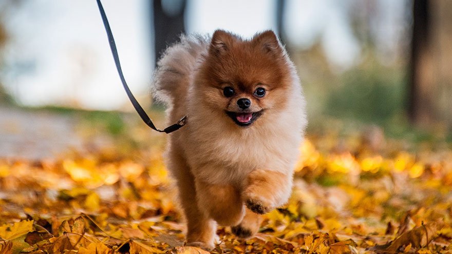 Identify a Pomeranian