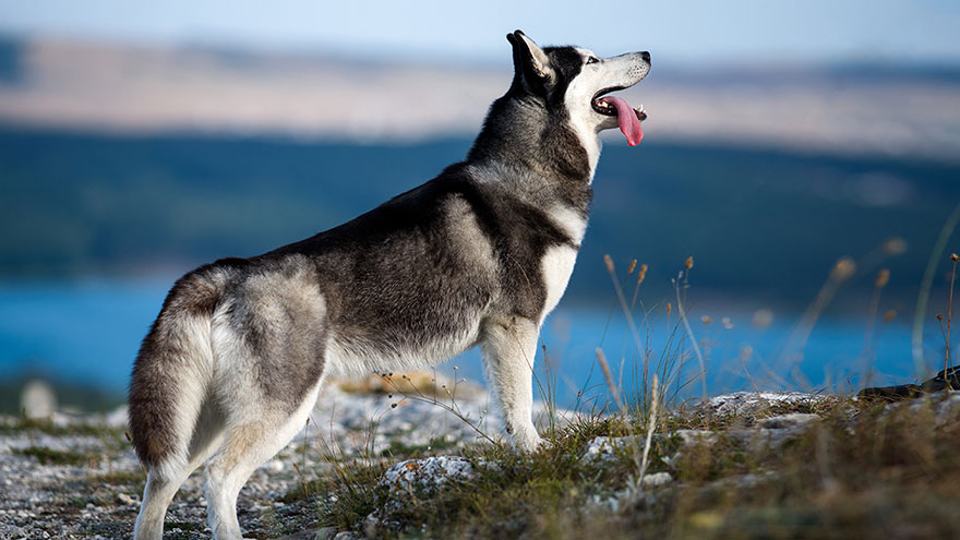 How to Identify a Siberian Husky