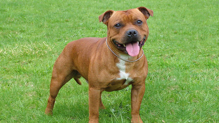 How To Identify A Staffordshire Bull Terrier | Our Deer