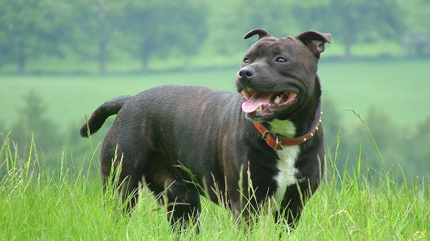 Staffordshire Bull Terrier