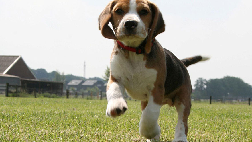 Train a Scent-Obsessed Beagle
