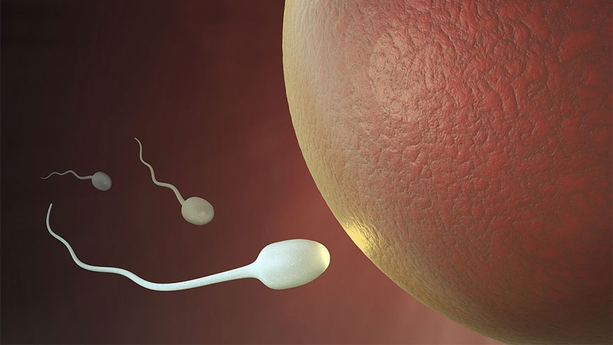 Abnormal Sperm Morphology