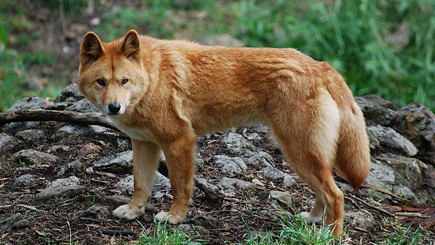 What Is a Coydog