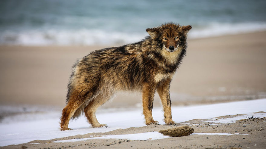 What Is a Coydog