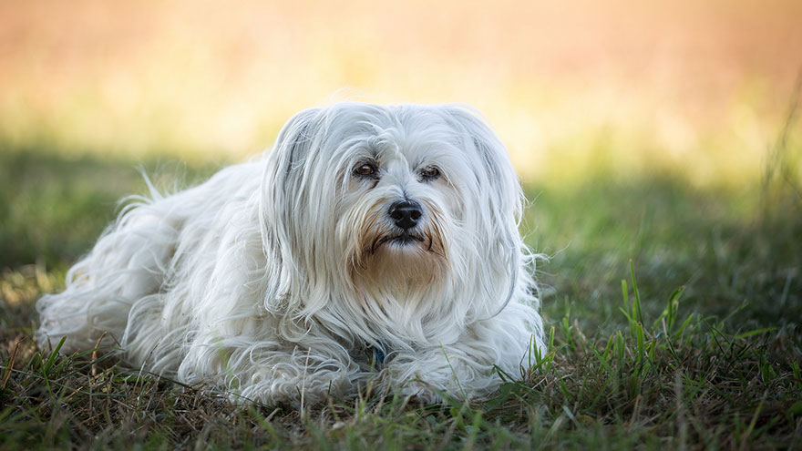 Bichon Havanese