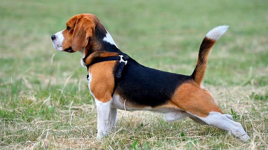 Beagle Height