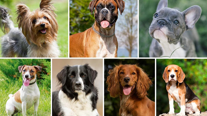 Dog Breed Standards