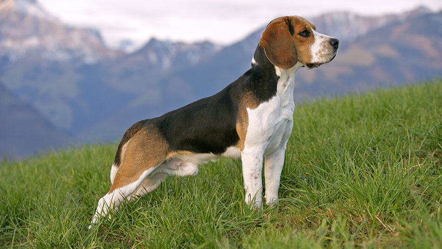 Beagle